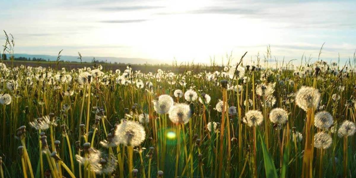 Hay fever and asthma awareness
