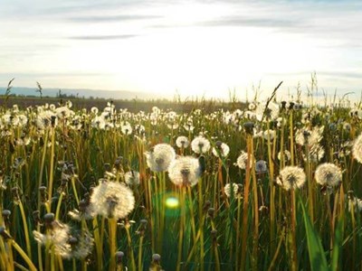 Hay fever and asthma awareness