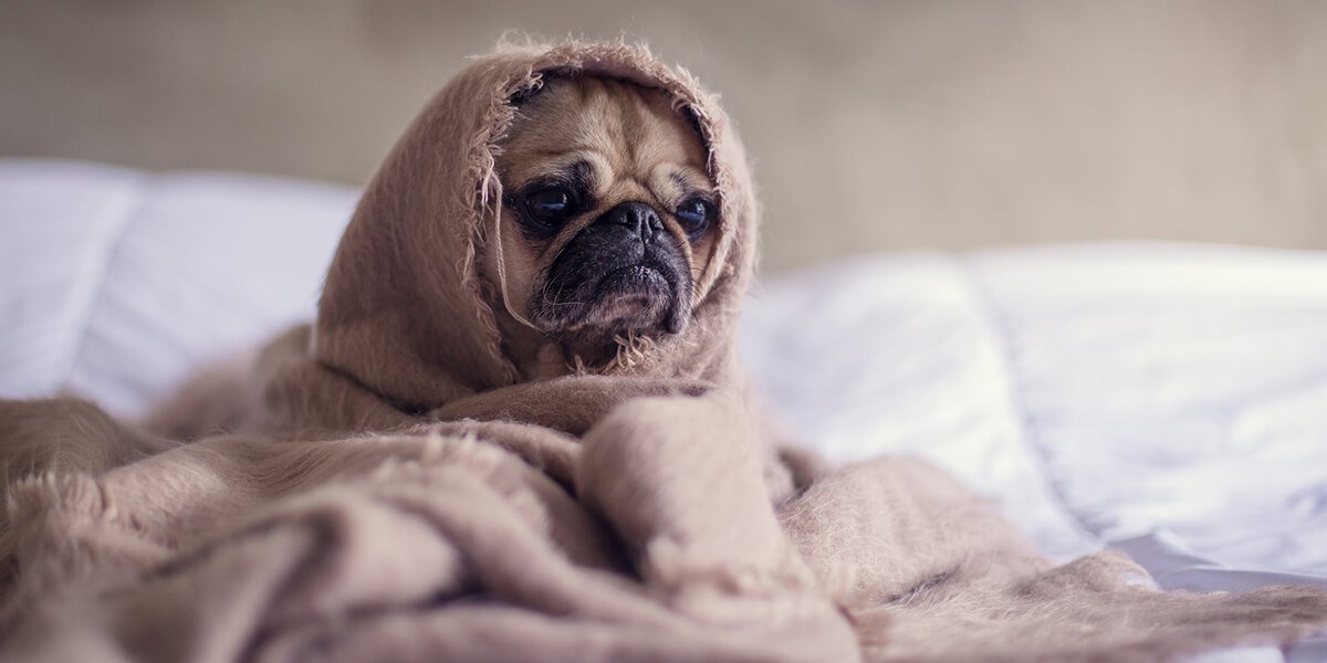 Cold and Flu Season Survival Guide