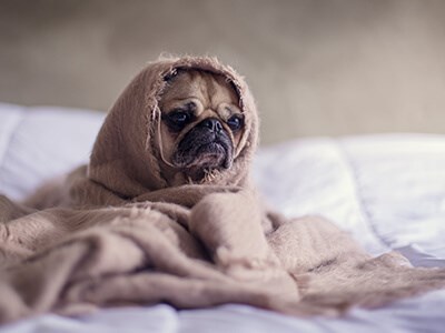 Cold and Flu Season Survival Guide