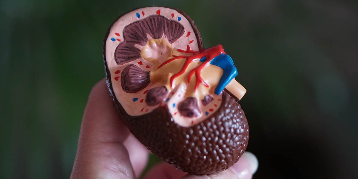 Looking After Your Kidneys