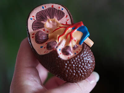 Five ways to look after your kidneys