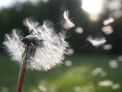 Hay fever or Coronavirus: what are the symptoms?